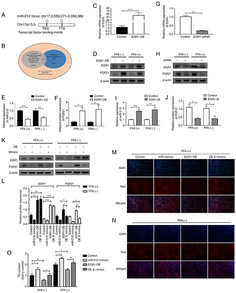 Exercise Improves Lipid Accumulation By Inhibiting Mir 212 3p Via