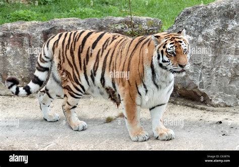 Female Amur Tiger Stock Photo Royalty Free Image 38181017 Alamy