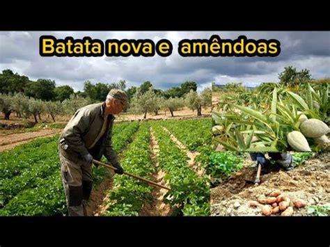 Como estão as batatas e as amendoeiras YouTube