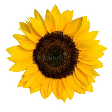 Sunflower with Leaves Isolated on White Background Stock Photo - Image ...