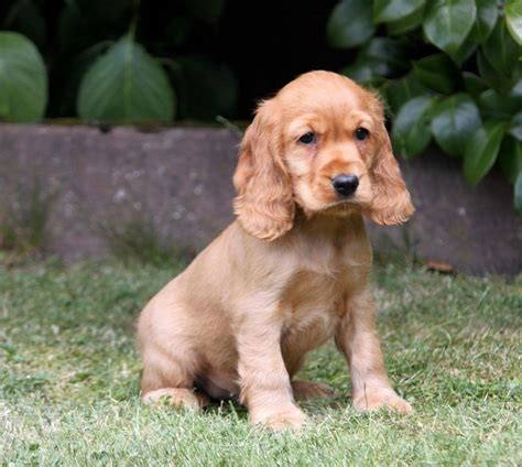 Cocker Spaniel Inglés Aprende Todo Sobre Su Temperamento Y Cuidados