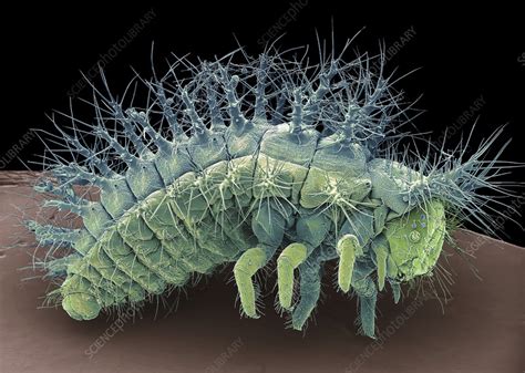 Ladybird Larva SEM Stock Image C056 5708 Science Photo Library