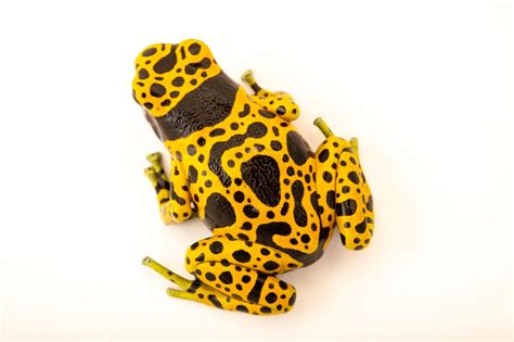 Yellow Banded Poison Dart Frog Dendrobates Leucomelas Joel Sartore