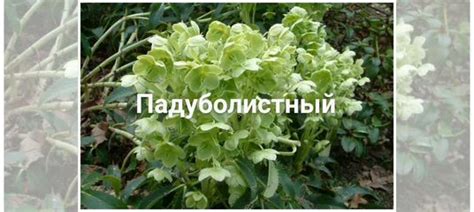 Морозник, саженцы купить в Санкт-Петербурге | Товары для дома и дачи ...