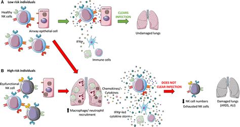 Frontiers Flattening The Covid 19 Curve With Natural Killer Cell