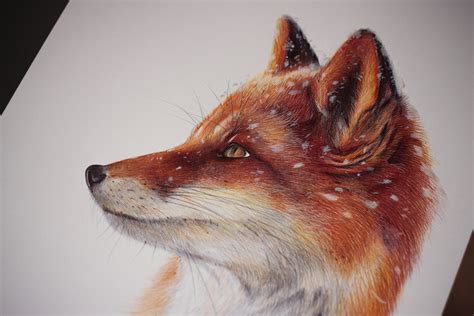 Red Fox Ii Realistic Ballpoint Pen Draw Drawing By Daria Maier