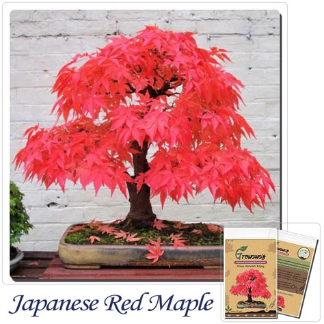 20 Mini Beautiful Japanese Red Maple Bonsai Seeds, DIY Bonsai , FRESH ...