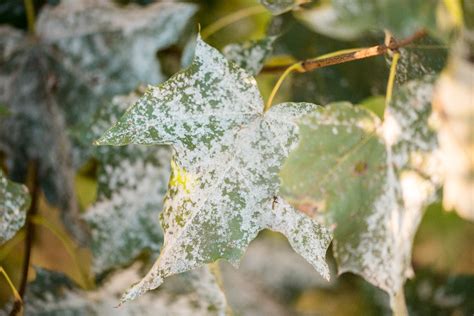 Malattie Delle Piante Aromatiche Come Riconoscere E Debellare