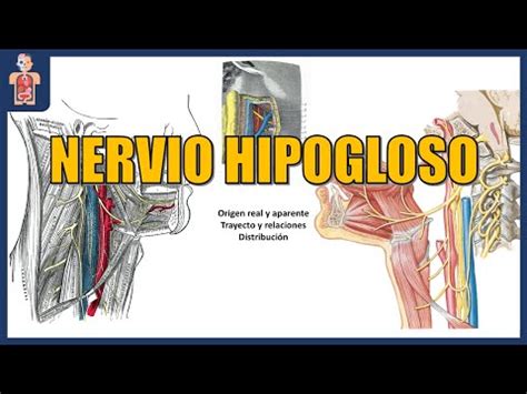 Neuroanatom A Hipogloso Origen Real Y Aparente Trayecto Relaciones