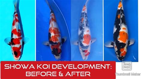 Koi Fish Growth Before After Atelier Yuwa Ciao Jp