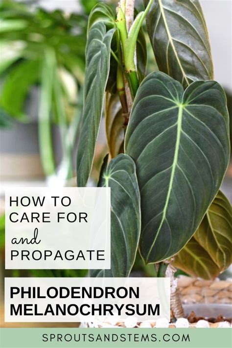 Easy Philodendron Melanochrysum Care Propagation Sprouts And Stems