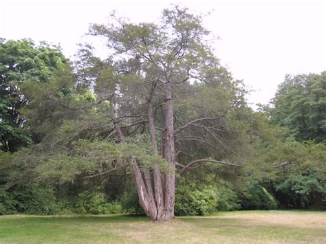 Pacific Yew (Taxus brevifolia) Tree Facts, Identification, Images