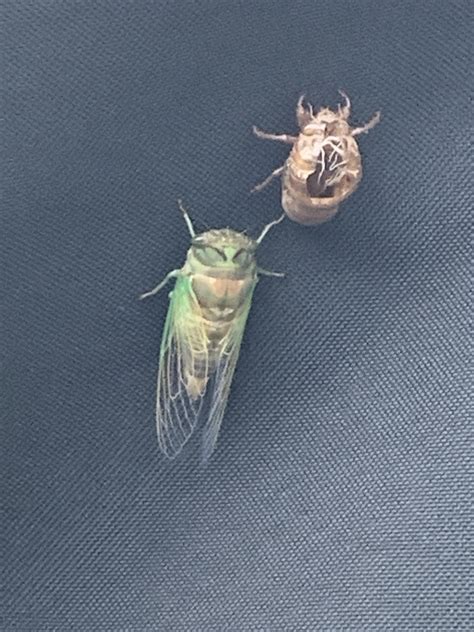 Little Size Comparison Of Annual And Periodical Cicadas Rentomology