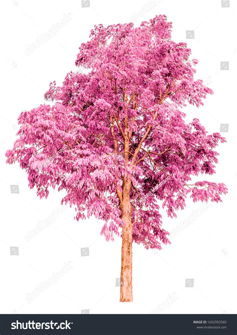 Isolated Pink Tree White Background Stock Photo 1692992560 Shutterstock