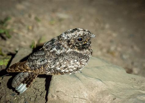 Neovista Birds And Wildlife Monitoring A Common Poorwill Nest Site