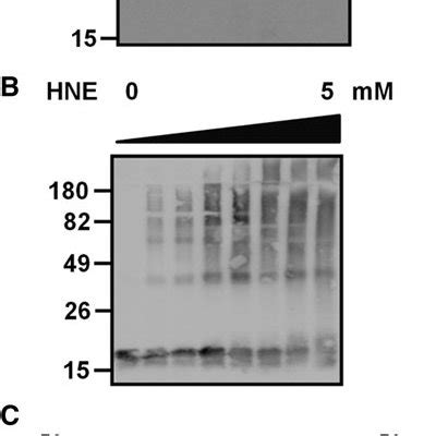 Hne A Synuclein Adduct Formation And Oligomerization A B Western