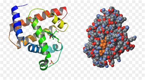 Struktur Molekul Protein