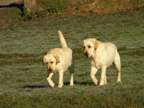 Chien Labrador Retriever Ilton Beautiful Junior De Chantemelse