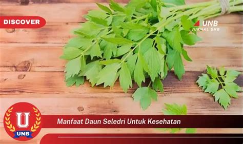 Temukan 6 Manfaat Daun Seledri Untuk Kesehatan Yang Jarang Diketahui