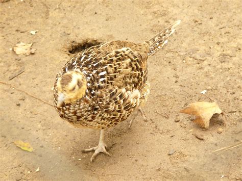 The Online Zoo - Reeves's Pheasant