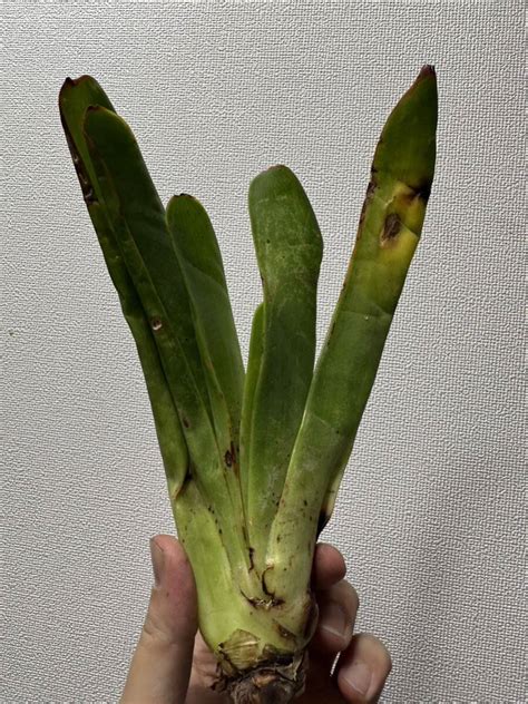 Yahooオークション K4希少 Aloe Haemanthifolia Kumara 眉刷毛錦 ア