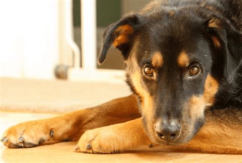 Rottweiler German Shepherd Mix - Full Breed Guide | PawLeaks