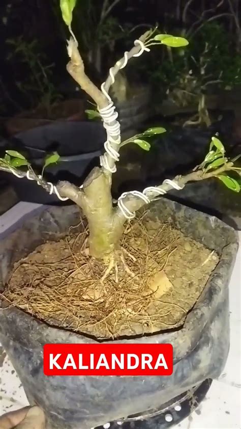 Cek Akar Cangkok Kaliandra Sekaligus Ganti Media Bonsai Kaliandra