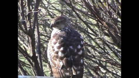 Immature Cooper S Hawk Eating Prey On Lake Templene Youtube