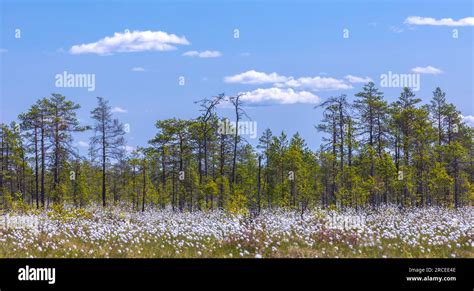 Sunny Grass Hi Res Stock Photography And Images Alamy