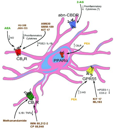 Schematic Representation Of The Interactions Of Endo Cannabinoids And