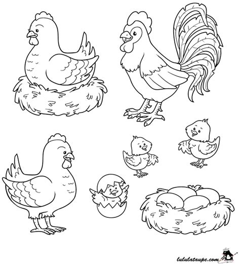 Coloriage Gratuit Une Poule Un Coq Des Poussins Lulu La Taupe