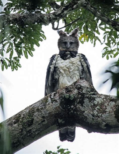The Harpy Eagle (Harpia harpyja) is the most powerful and largest eagle