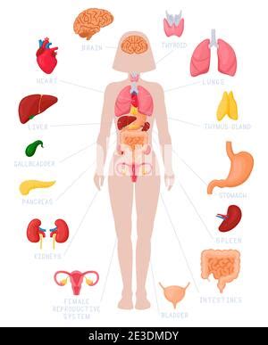 Infografía de los órganos internos de la mujer Anatomía del cuerpo