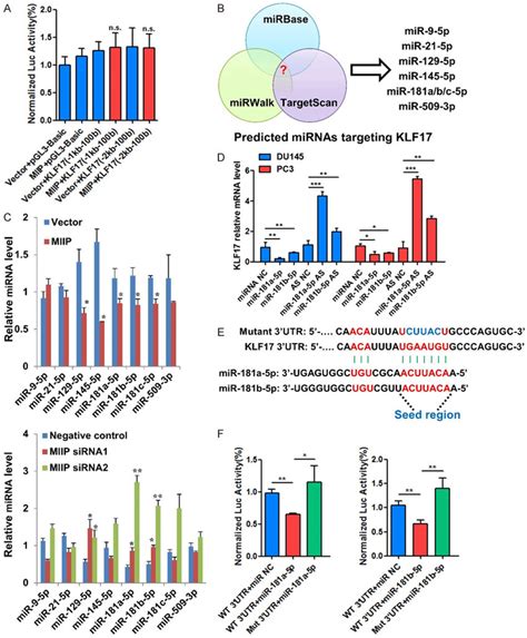 Mirna A B P Is Suppressed By Miip And Directly Targets The Utr