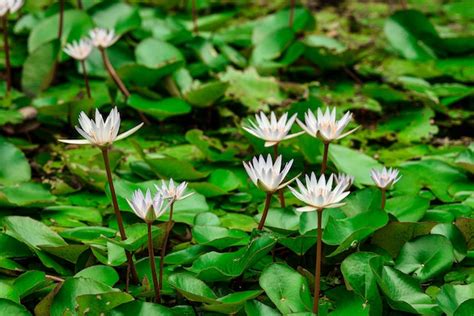 How To Plant Water Lilies In A Natural Pond In Texas Step By Step