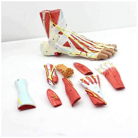 Buy Medical Models Foot Anatomy Model Regional Anatomy Of The Foot