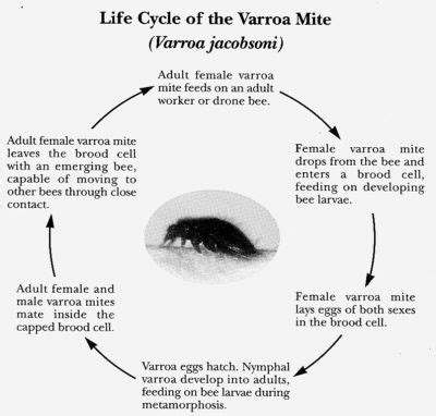 Life Cycle Of The Varroa Mite Believed Responsible For The Decimation