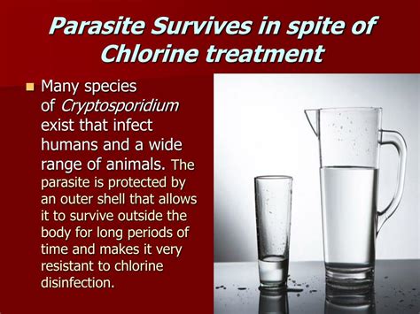 Ppt Cryptosporidium Powerpoint Presentation Free Download Id9791