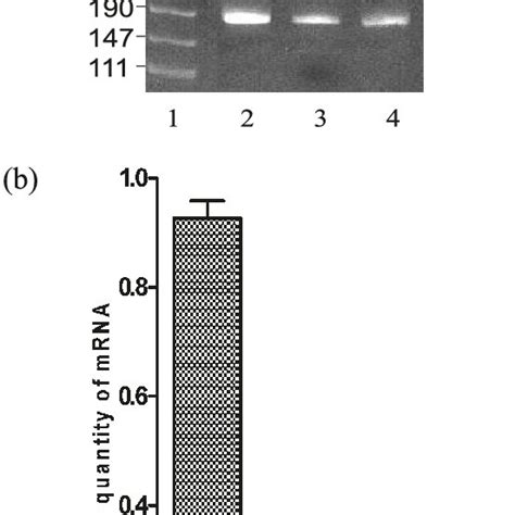 Expression Of Human Mor Dor And Kor Mrna In Mcf Cells A Rt Pcr