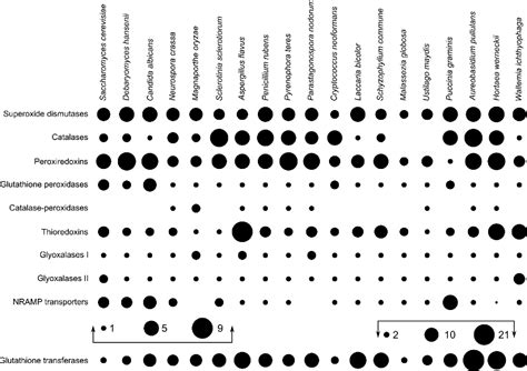 Figure 1 From Overview Of Oxidative Stress Response Genes In Selected Halophilic Fungi