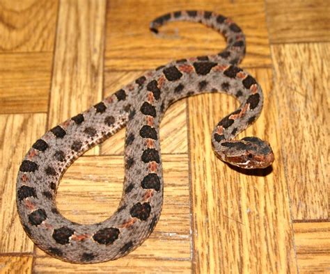 Carolina Pygmy Rattlesnake