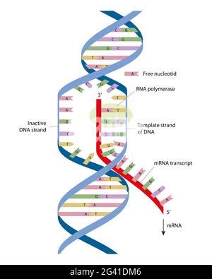 La transcripción del ADN Modelo molecular de la enzima RNA polimerasa