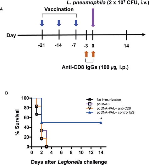 Frontiers Cd8 T Cells Directed Against A Peptide Epitope Derived