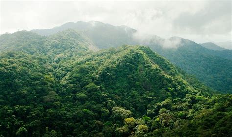 Unfolding Another Hidden Treasure In Sierra Leone The Wildlife