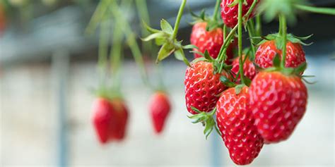 Guide to Indoor Strawberry Cultivation | P.L. Light Systems