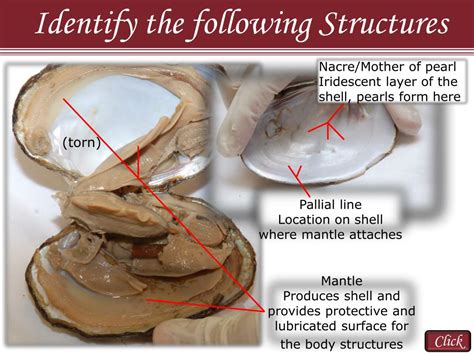 Ppt Reasons To Use The Dissection Video And Accompanying Powerpoint