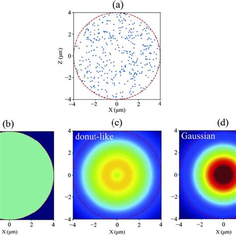 A The Typical Particle Distribution In The Transverse Probing Region Download Scientific