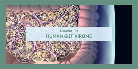 Exploring The Human Gut Virome Biolabtests