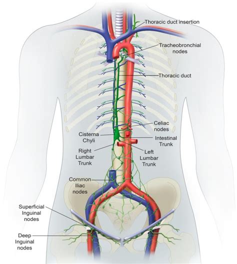 View 18 Cisterna Chyli Anatomy