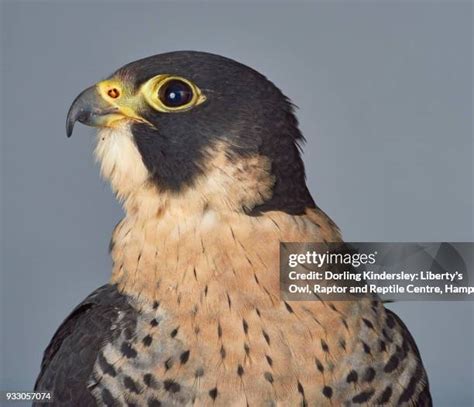 436 Gray Falcon Stock Photos High Res Pictures And Images Getty Images